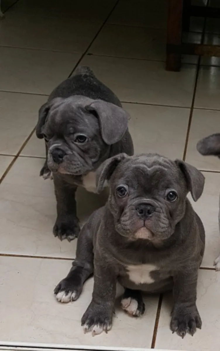 美丽的法国斗牛犬幼犬，雄性和雌性。