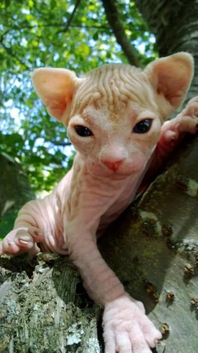 斯芬克斯小猫