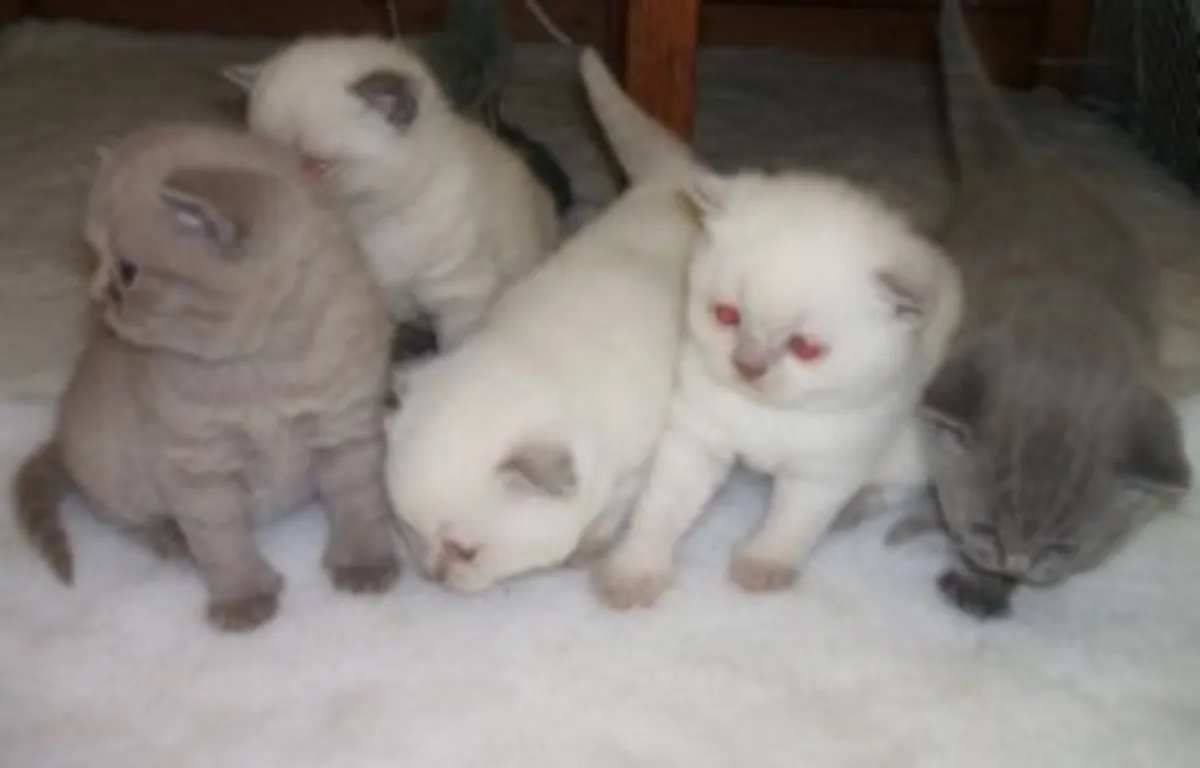 苏格兰折耳猫小猫