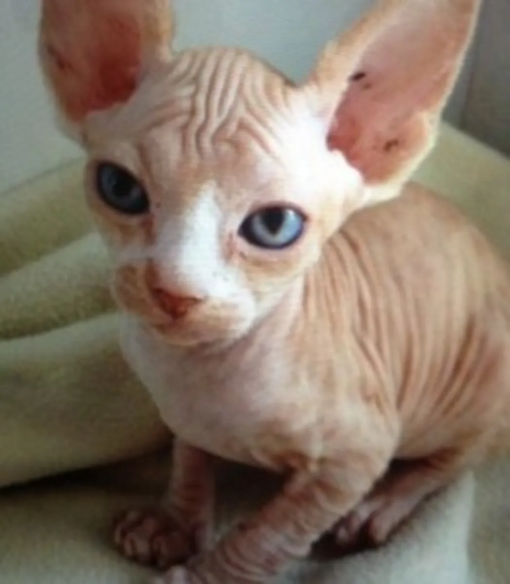 大胆而皱纹的斯芬克斯小猫