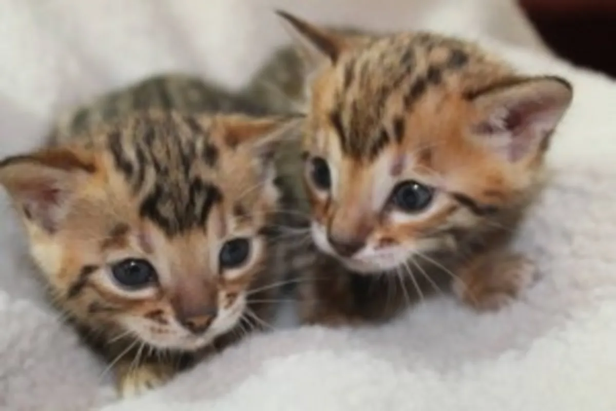 Charming Bengal Kittens