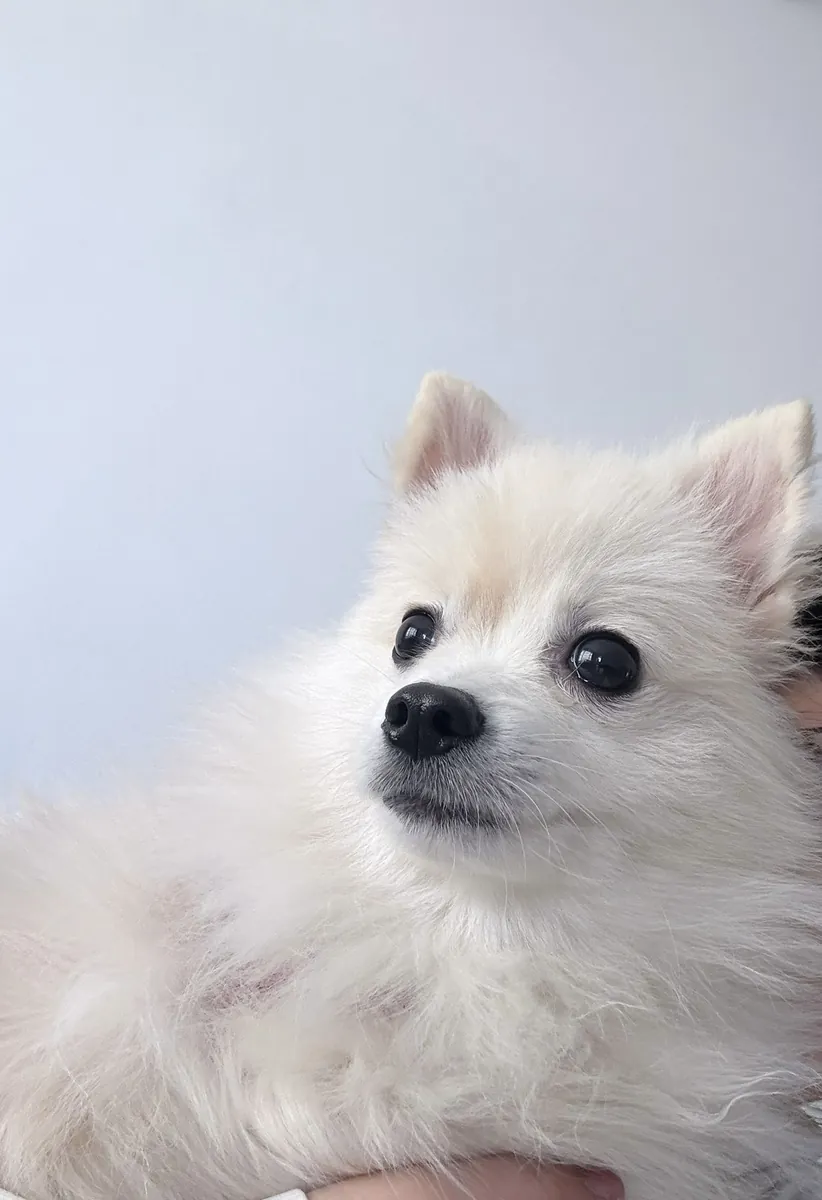 Our affectionate Pomeranian son