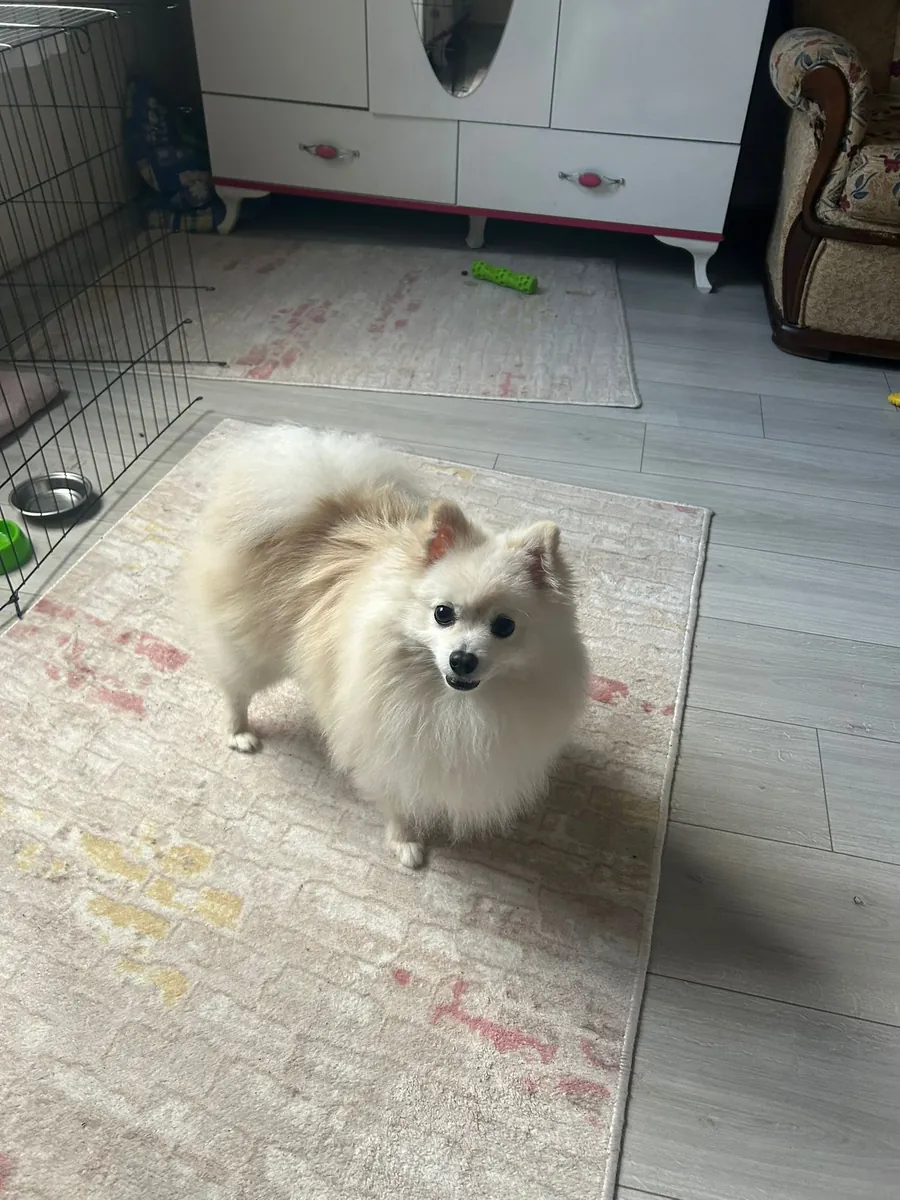 Our affectionate Pomeranian son