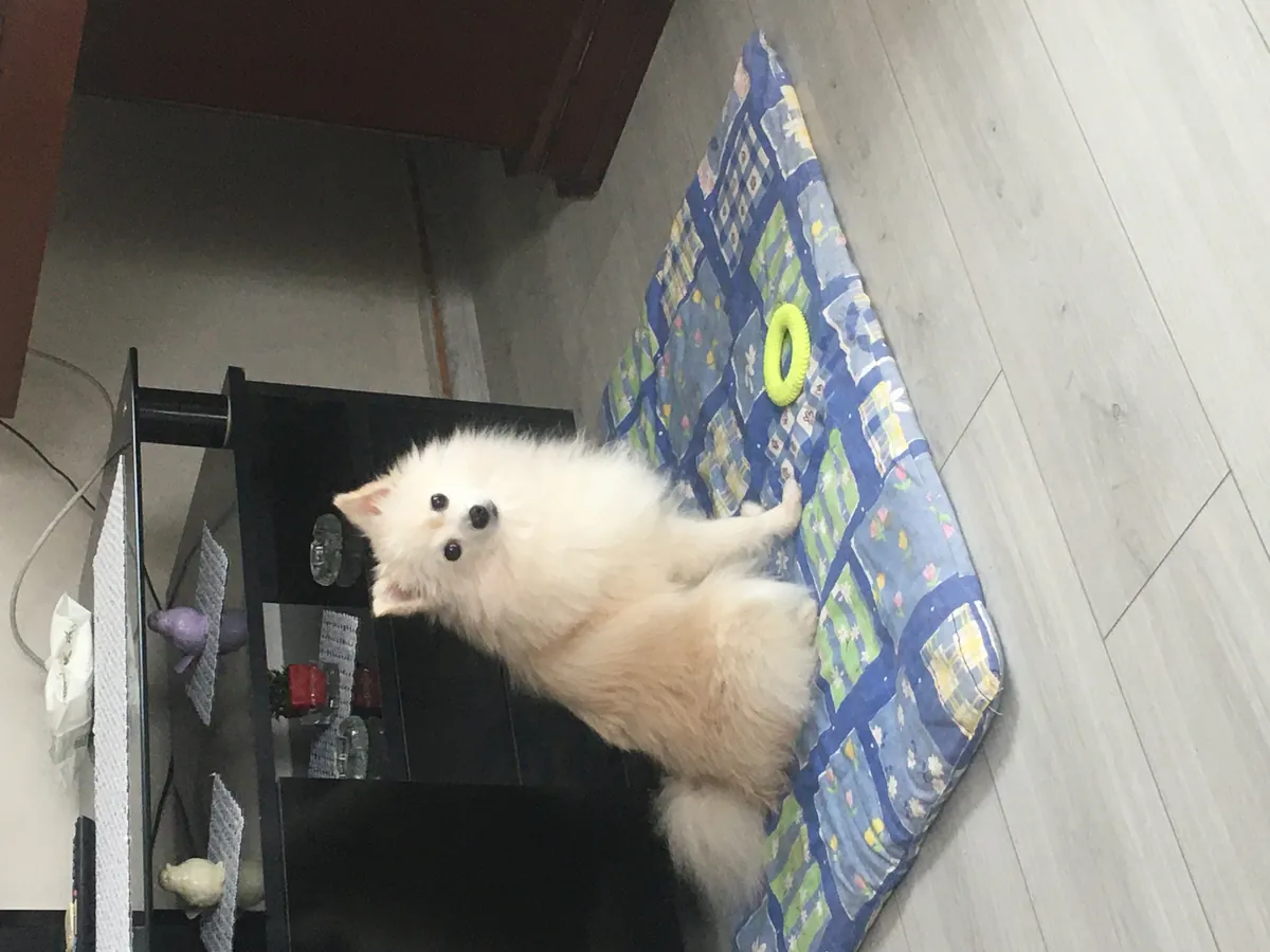 Our affectionate Pomeranian son