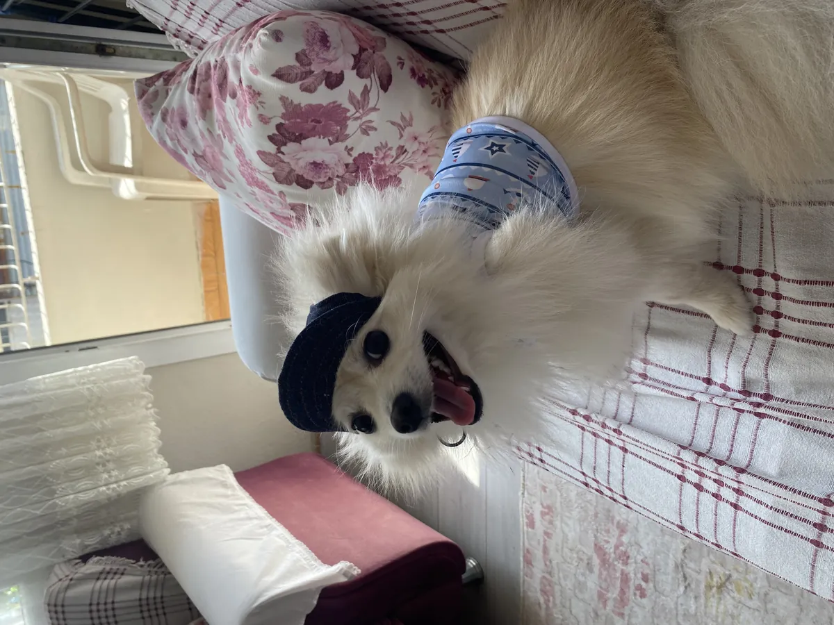 Our affectionate Pomeranian son