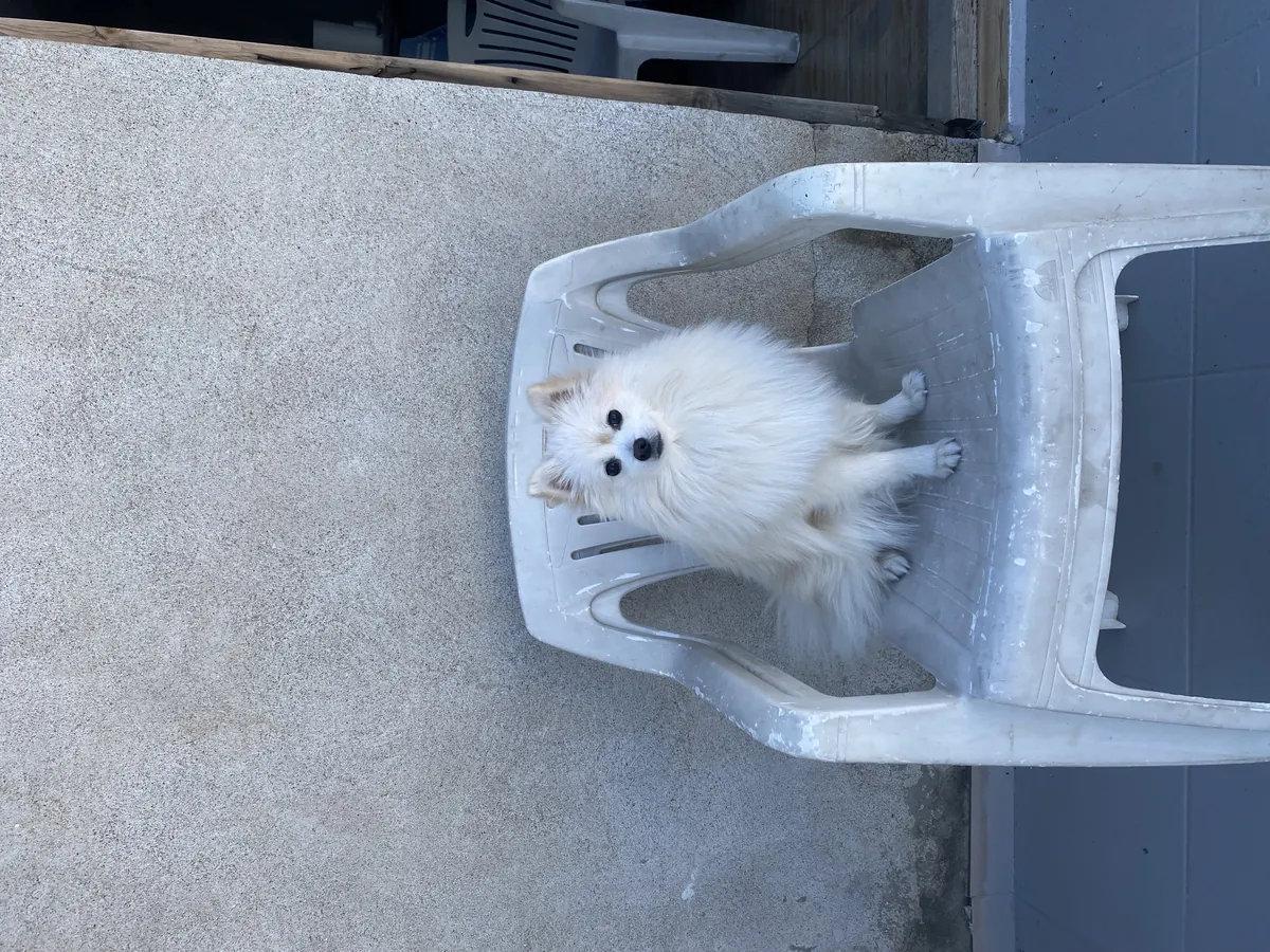 Our affectionate Pomeranian son