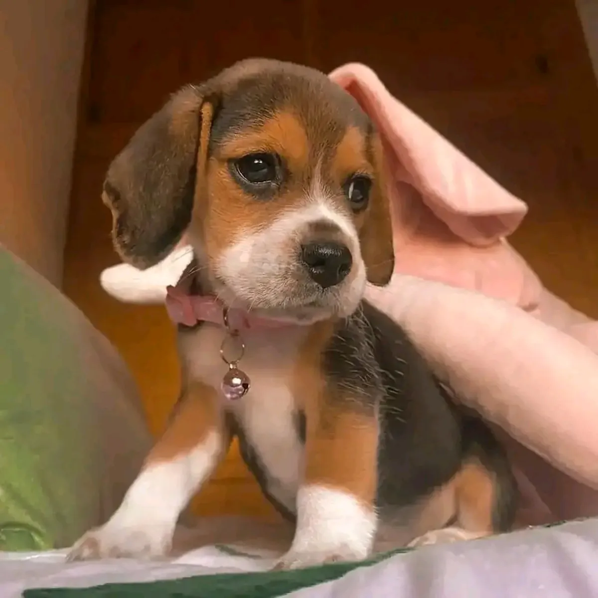 可爱的比格犬小狗待领养