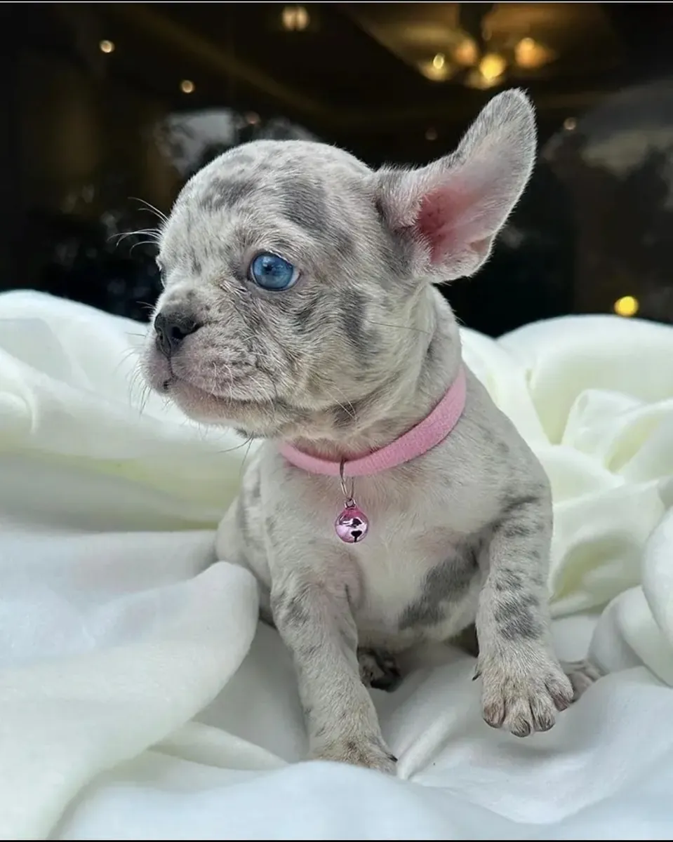 友好的法国斗牛犬小狗准备好了