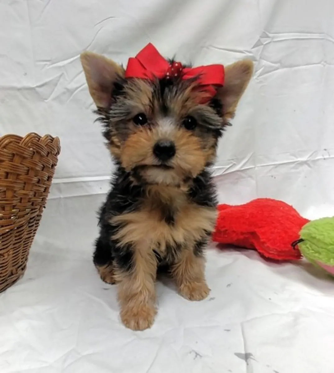 Amazing Yorkie puppy ready