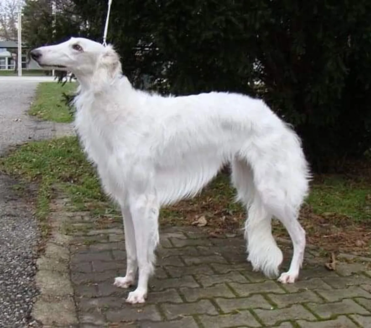 博佐伊犬领养——寻找新家