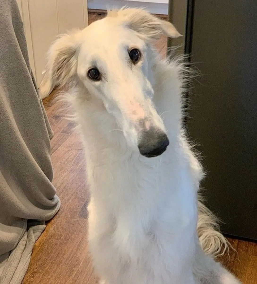 博佐伊犬领养——寻找新家