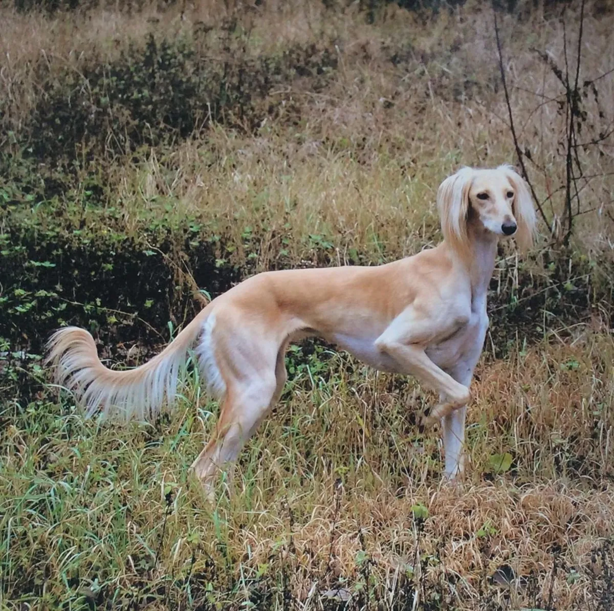 萨路基犬领养——优雅高贵