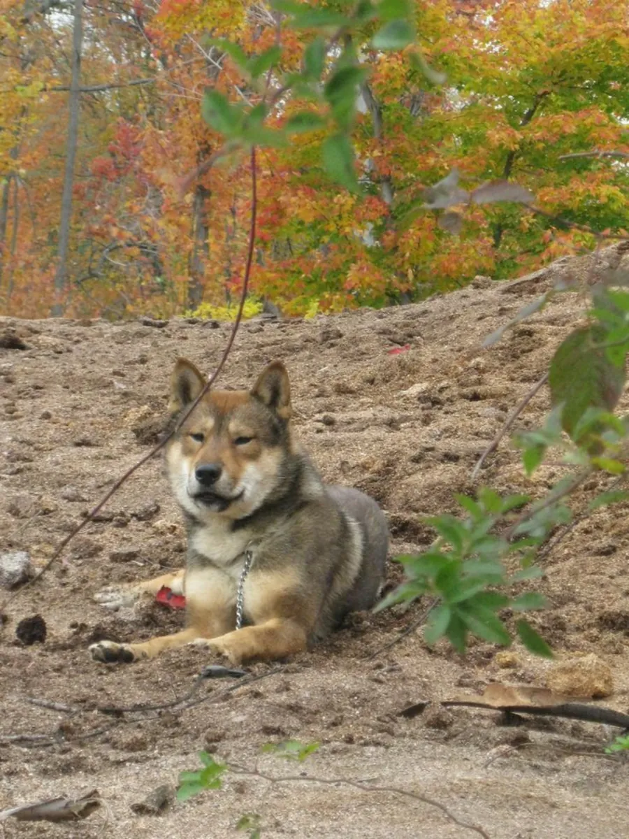 四国领养——一种稀有而忠诚的品种