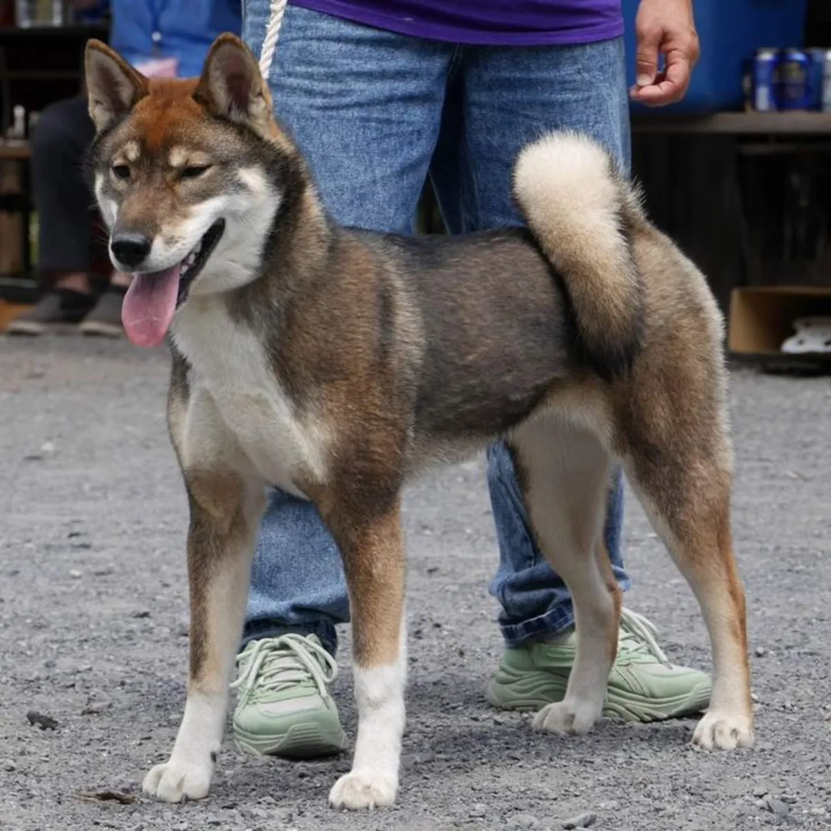 四国领养——一种稀有而忠诚的品种