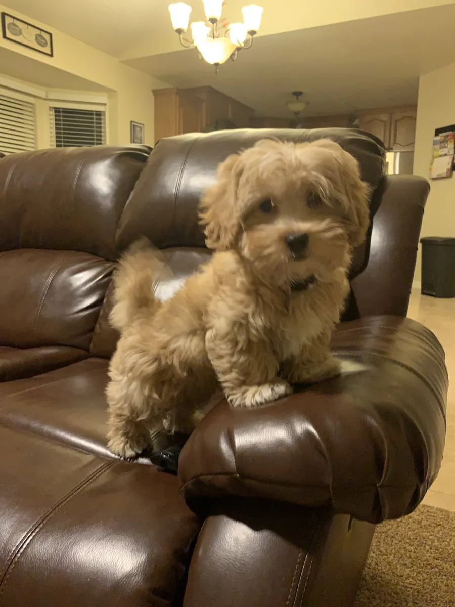 哈瓦那犬免费领养｜性格温顺 适合家庭饲养