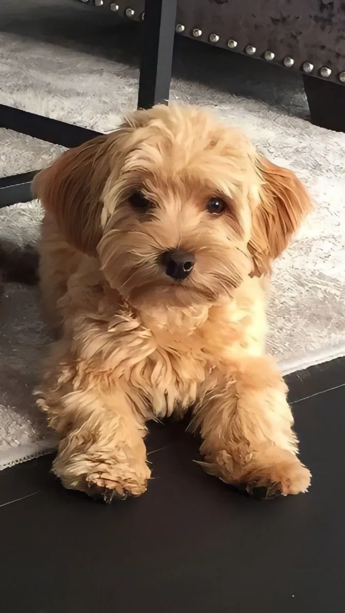 哈瓦那犬免费领养｜性格温顺 适合家庭饲养