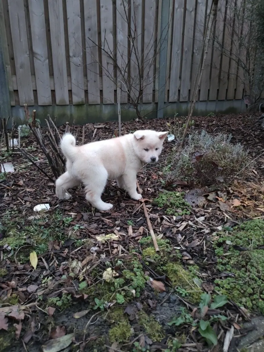 北海道犬出售｜强壮体型 忠诚护主