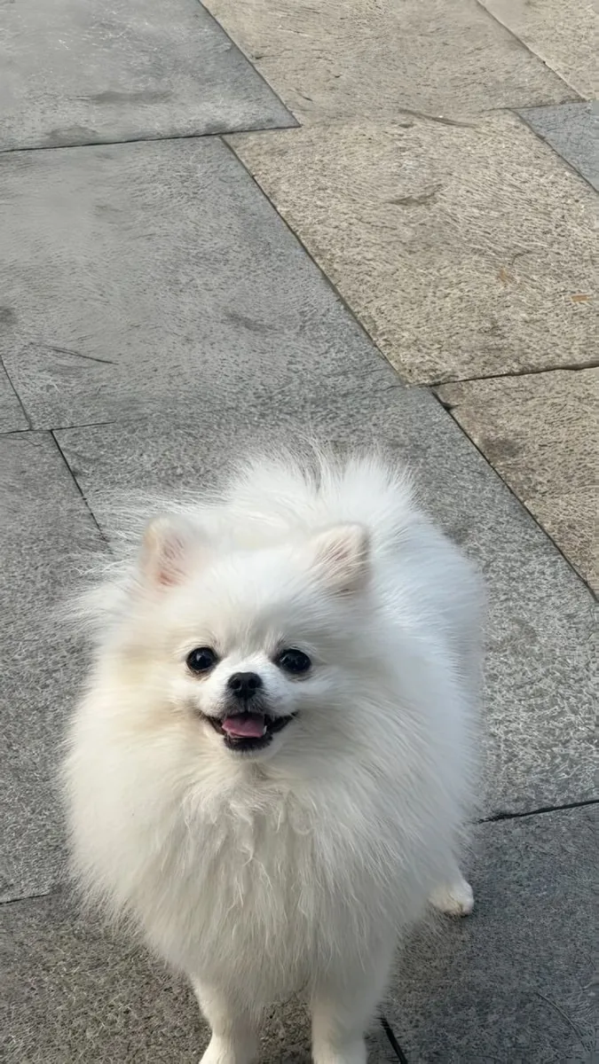 Lost Pomeranian (Boo style) | Please help find it