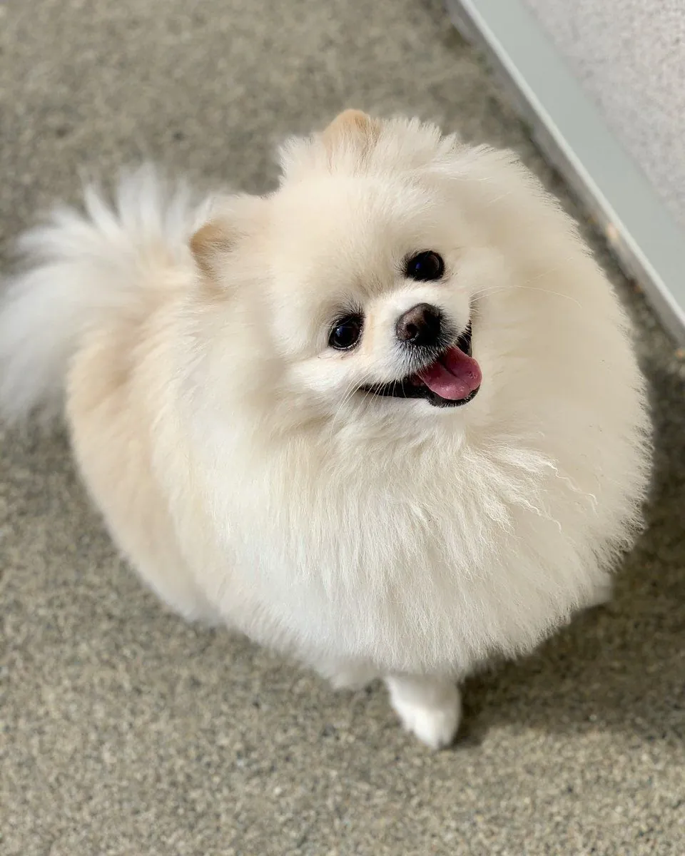 走失博美犬（Boo造型）｜请帮忙寻找