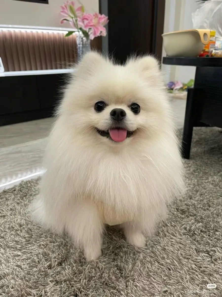 走失博美犬（Boo造型）｜请帮忙寻找