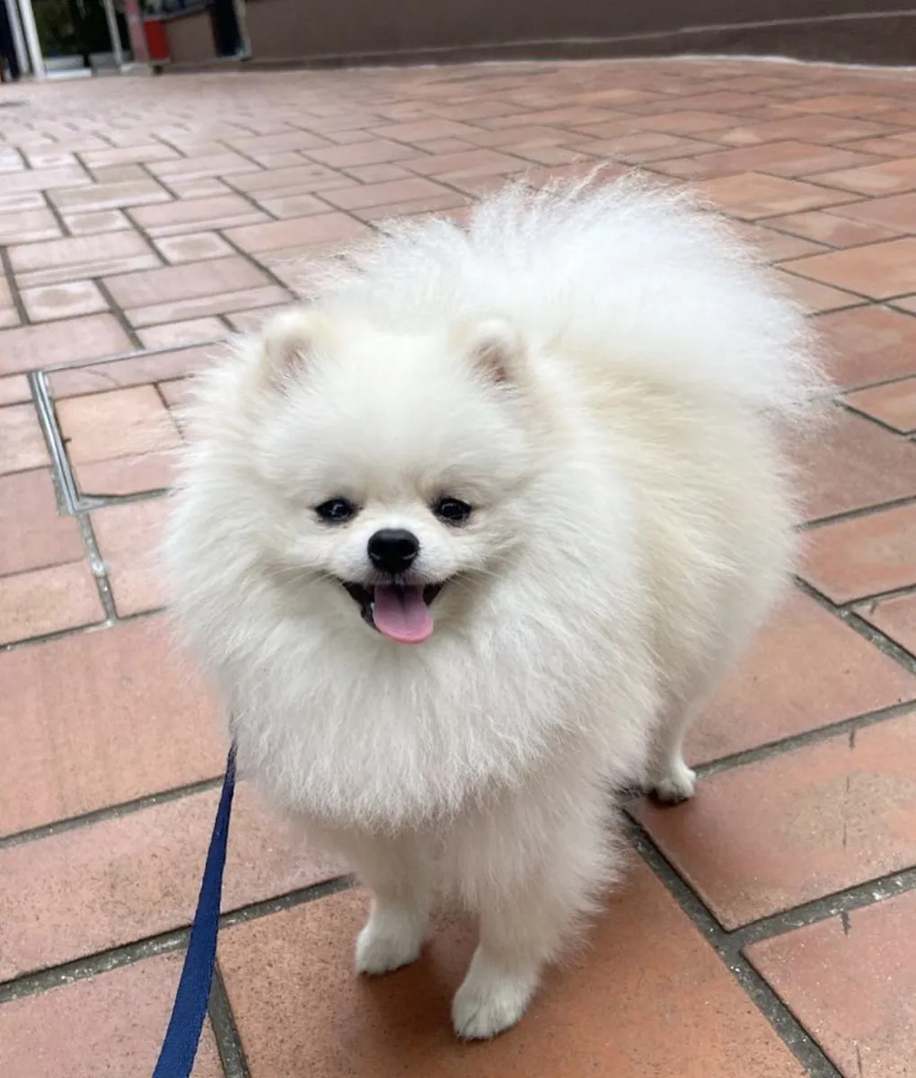 博美犬配种服务｜健康公犬