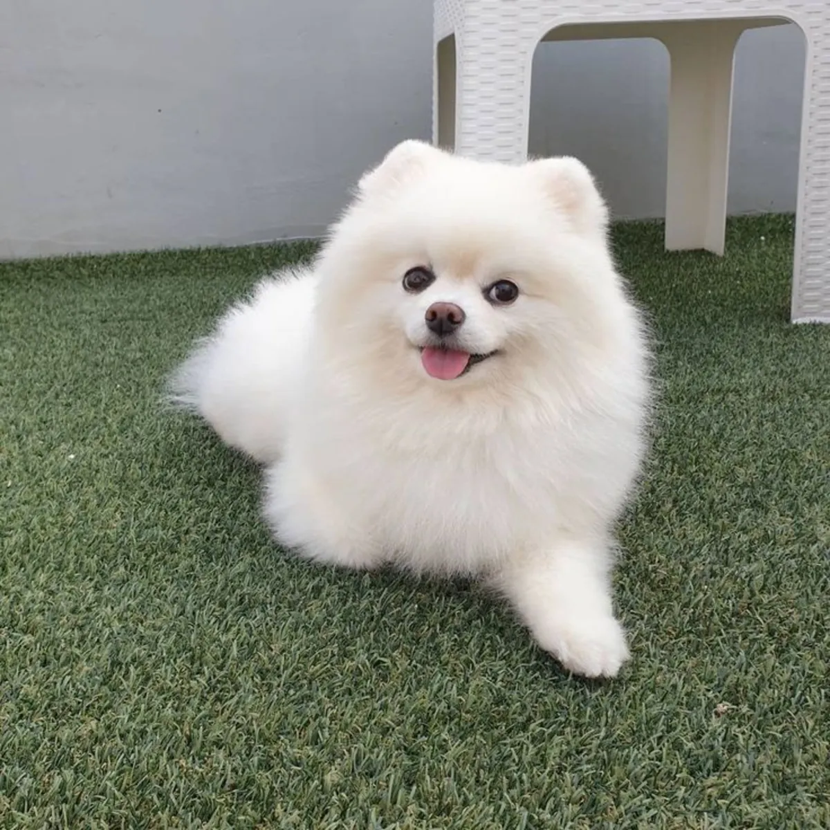 博美犬配种服务｜健康公犬