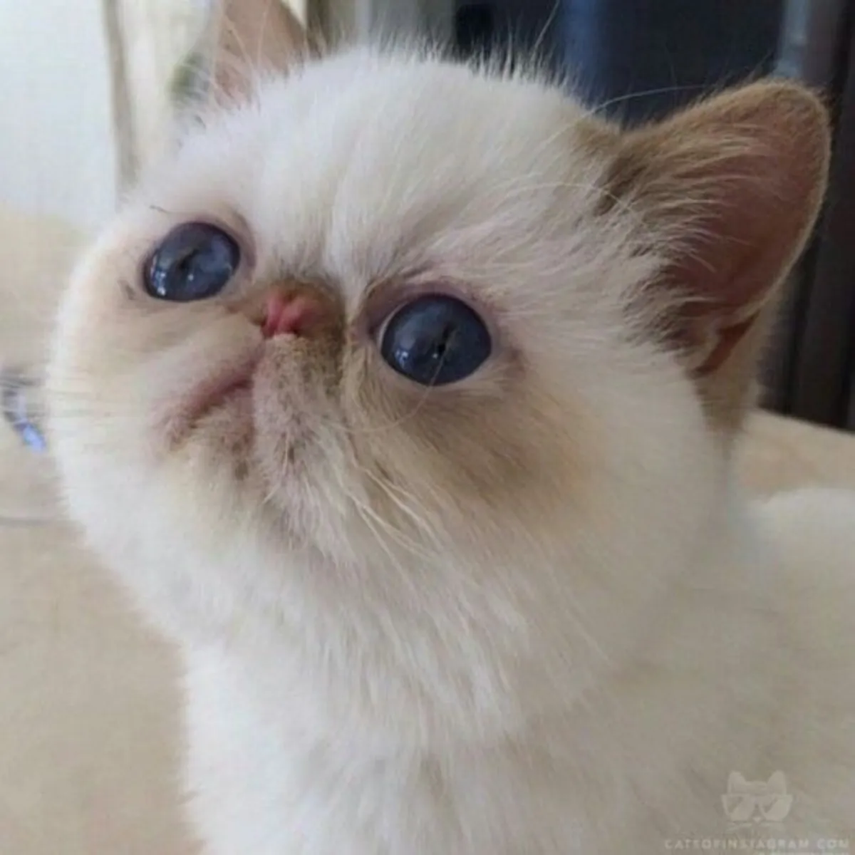 异国短毛猫领养 | 温顺可爱