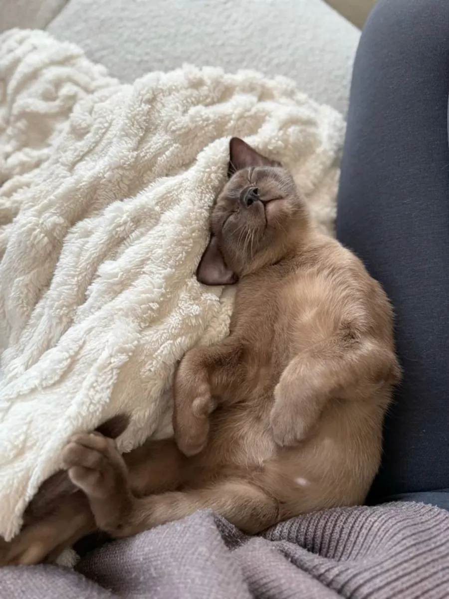 缅甸猫领养 | 活泼亲人