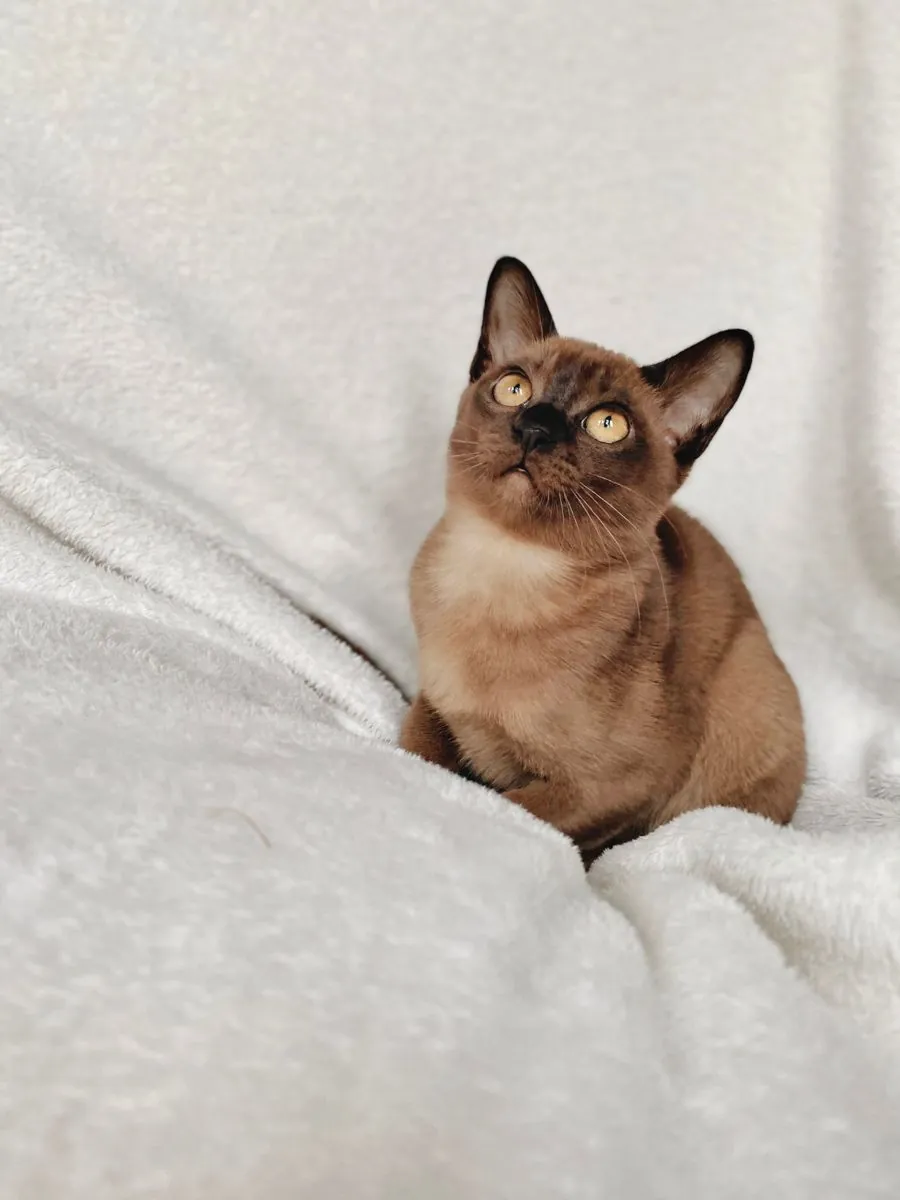 缅甸猫领养 | 活泼亲人