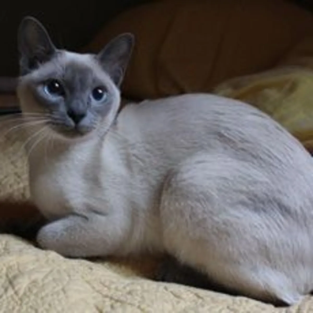 东奇尼猫领养 | 温柔聪明