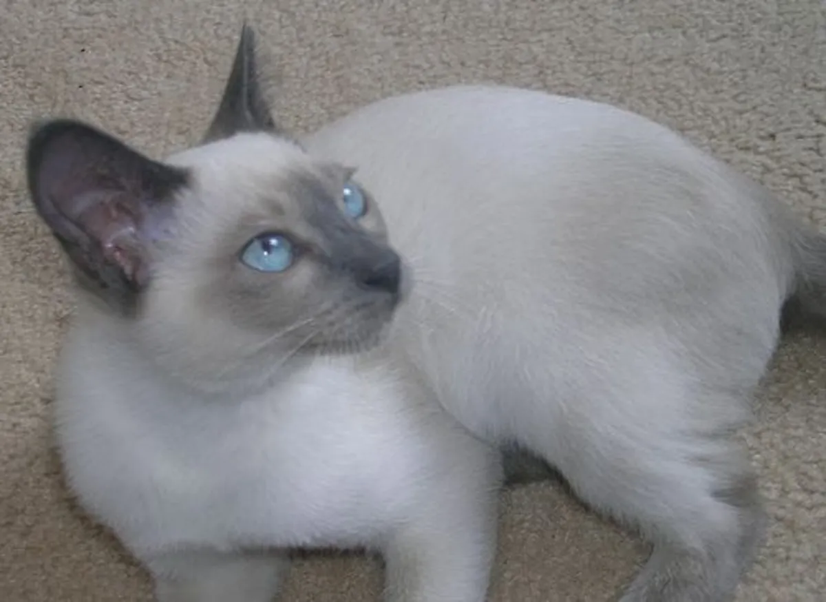 东奇尼猫领养 | 温柔聪明