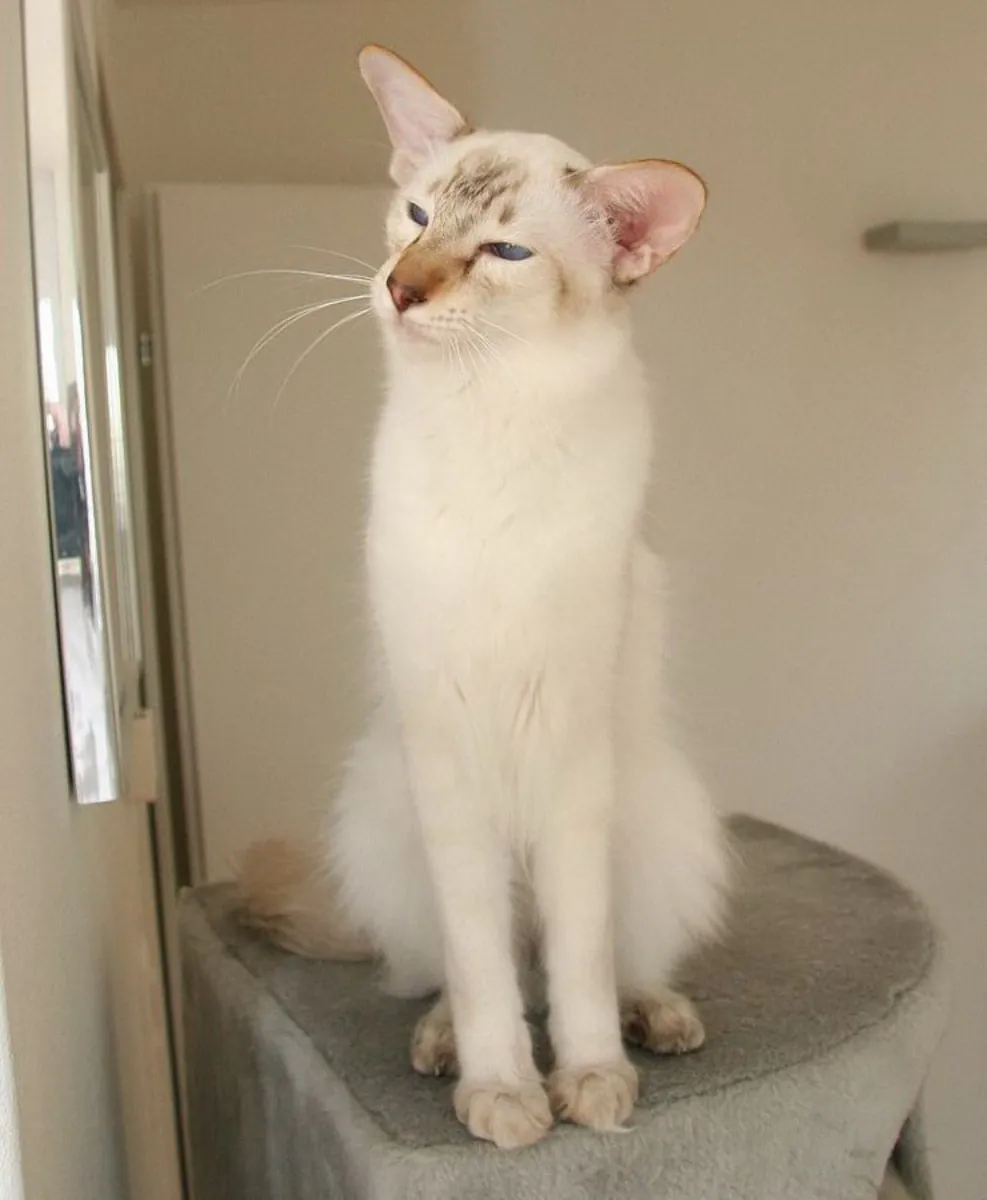 东方短毛猫领养 | 优雅活跃