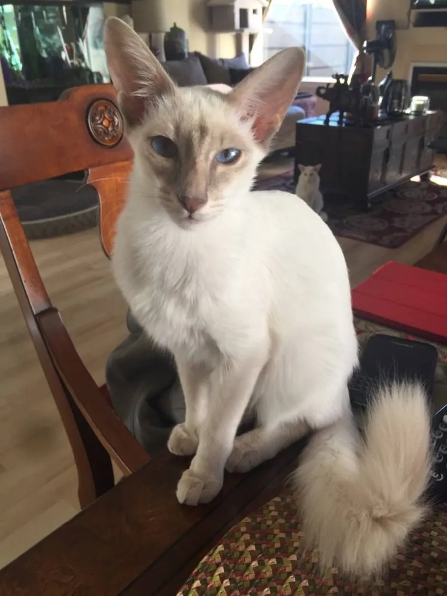 东方短毛猫领养 | 优雅活跃