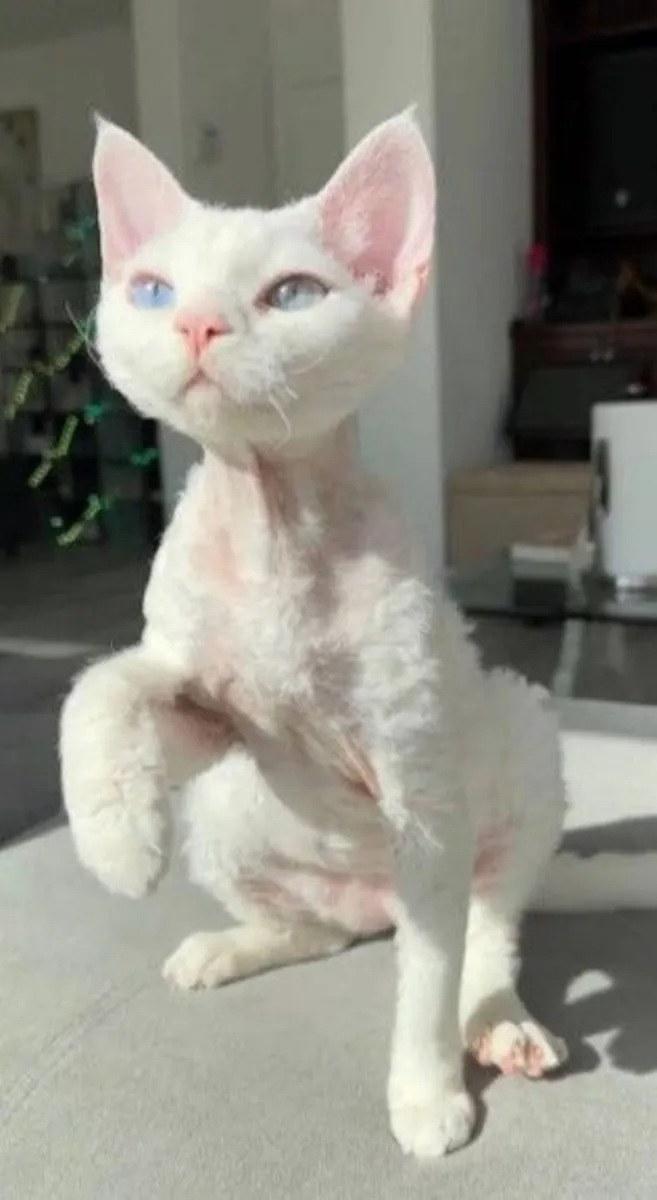 德文卷毛猫领养 | 活泼可爱