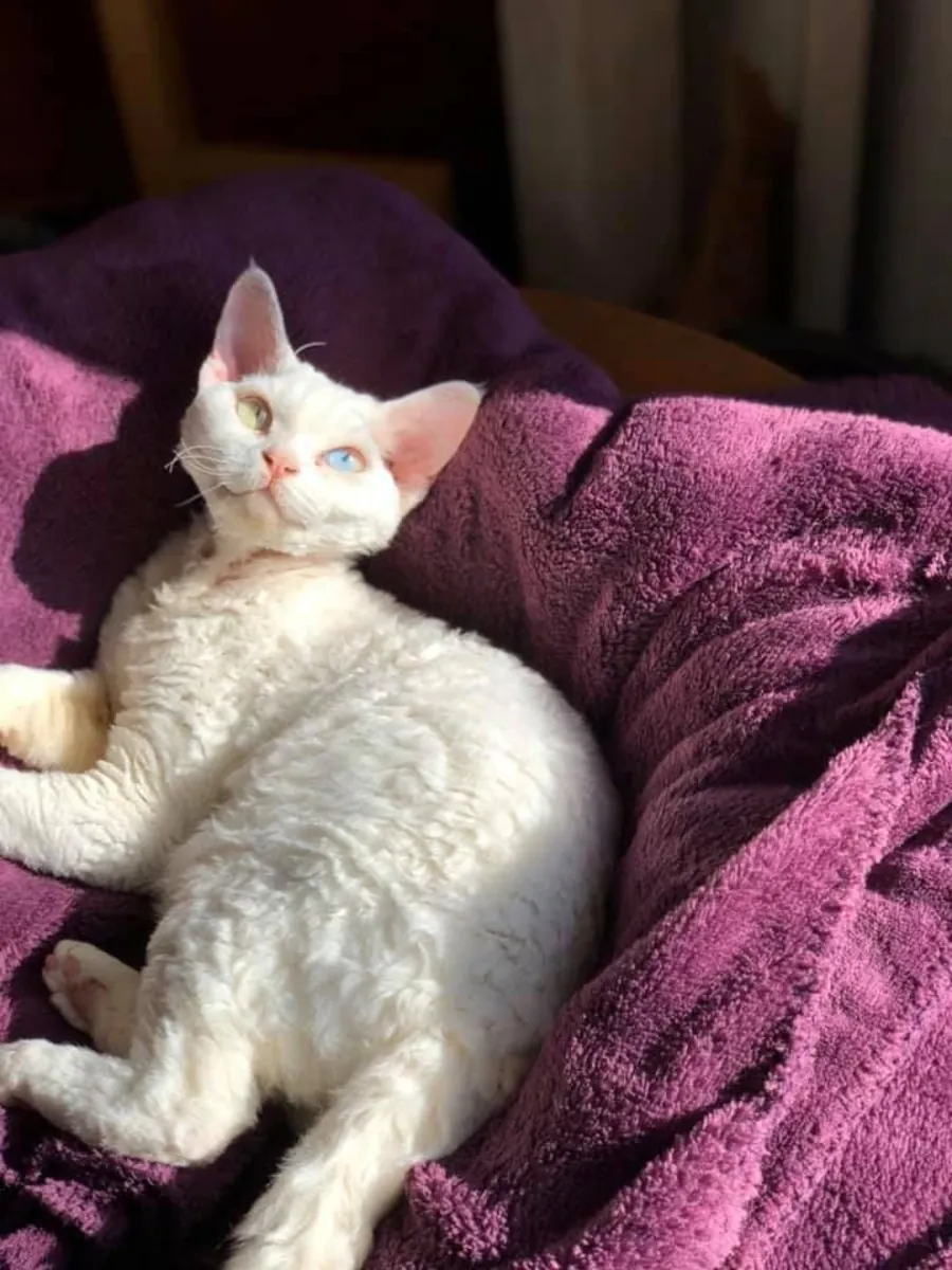 德文卷毛猫领养 | 活泼可爱