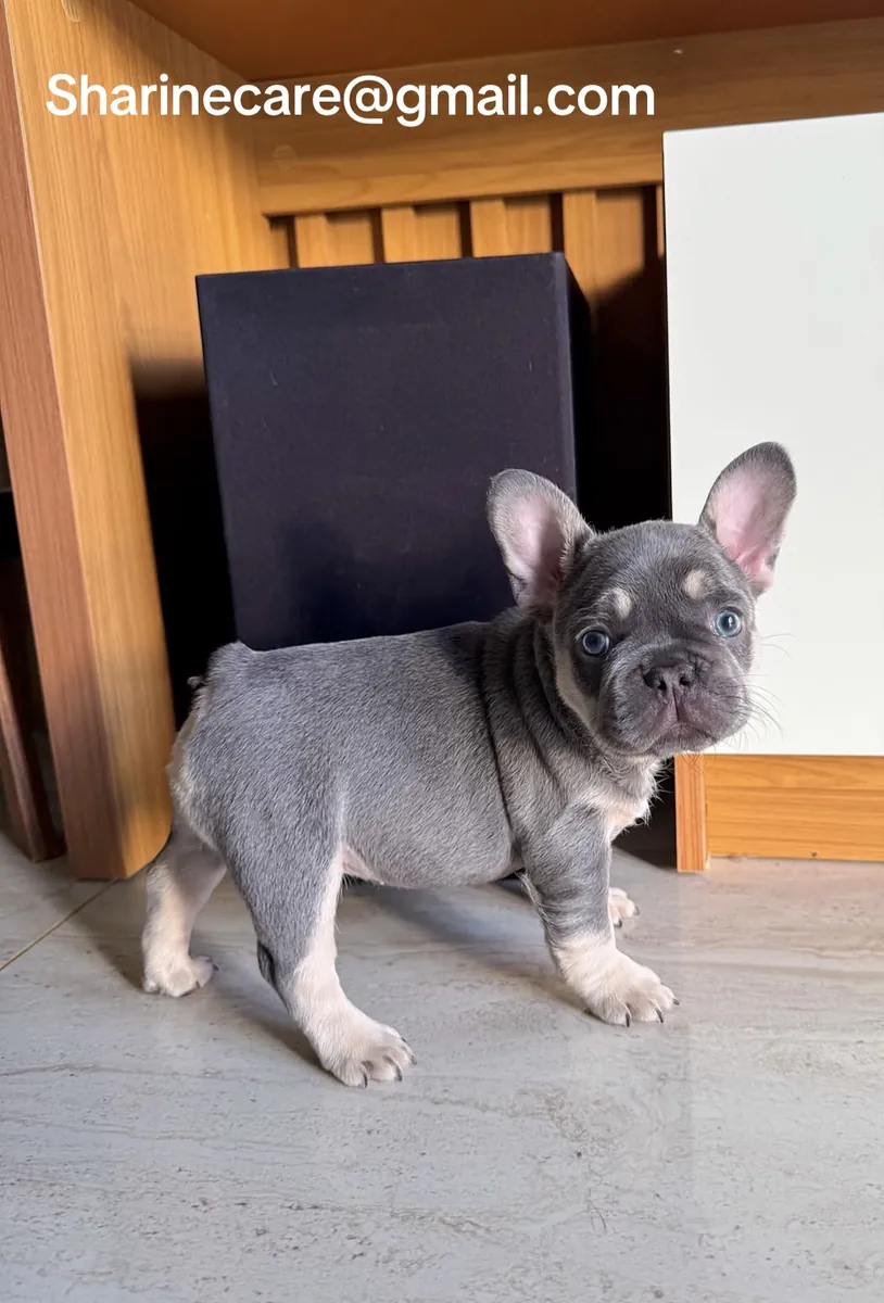 法国斗牛犬待领养