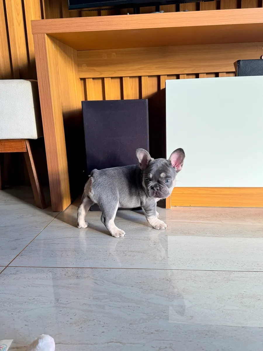 法国斗牛犬待领养