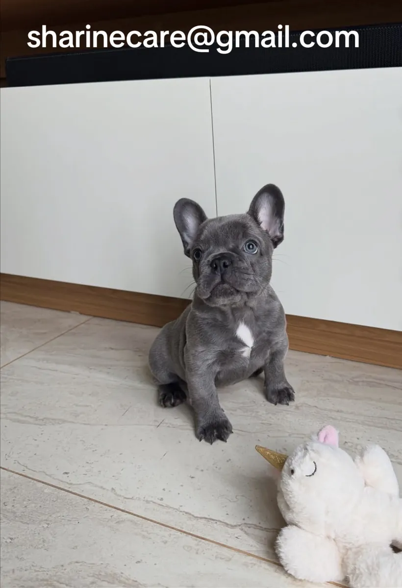 雄性法国斗牛犬