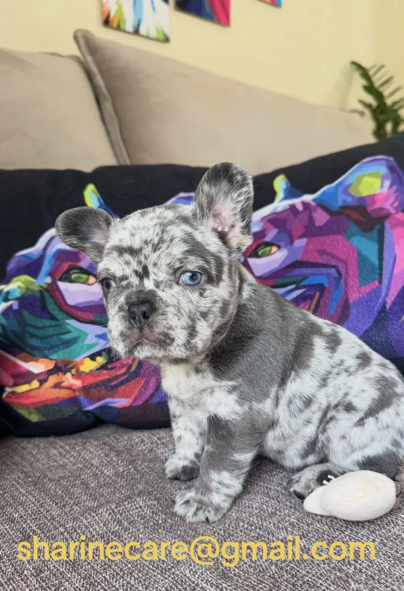 不可思议的法国斗牛犬