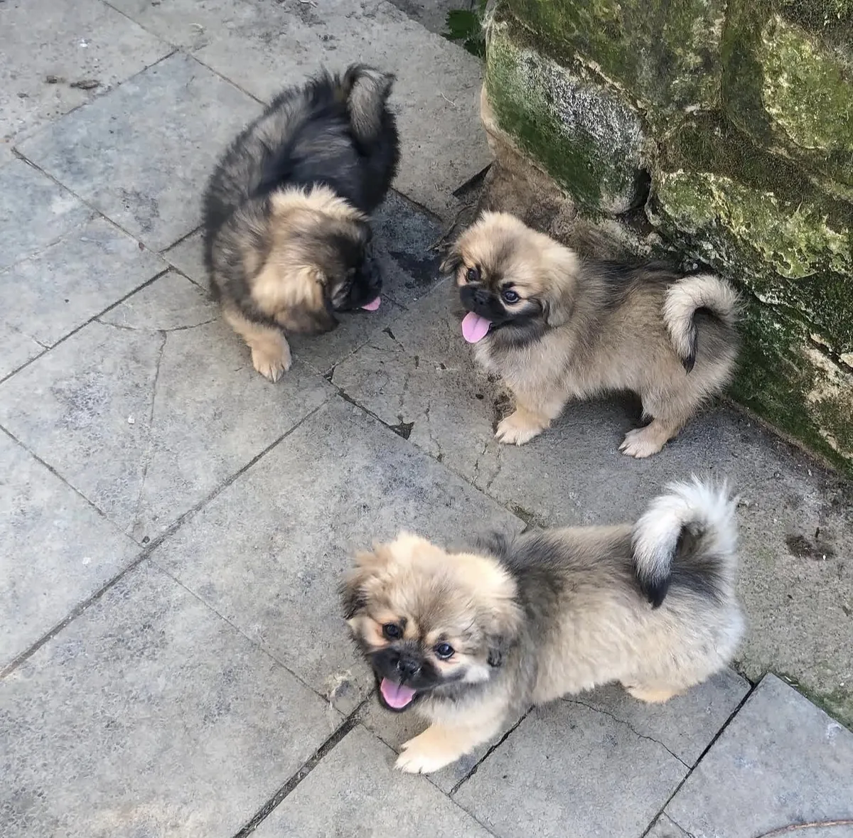 可爱的西藏猎犬小狗