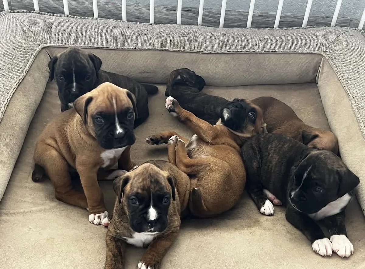 可爱的雄性和雌性拳师犬幼犬