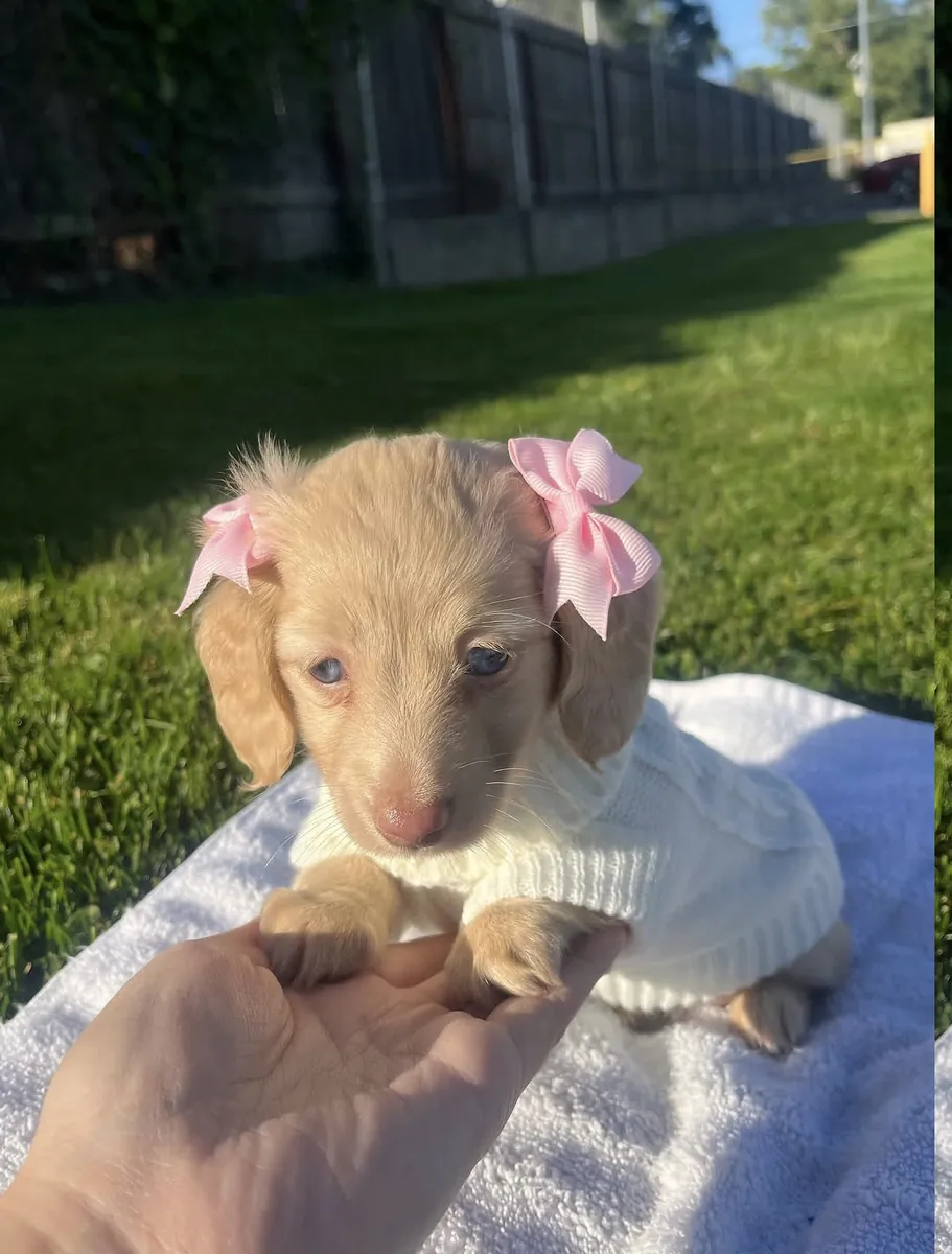 迷人的训练过的腊肠犬小狗