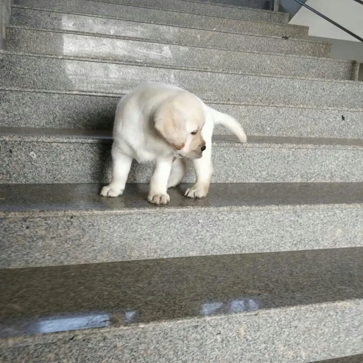 有史以来最美丽的拉布拉多幼犬