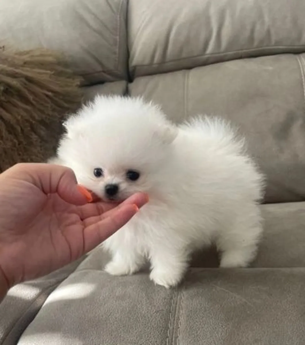 聪明的博美犬幼崽寻找新家