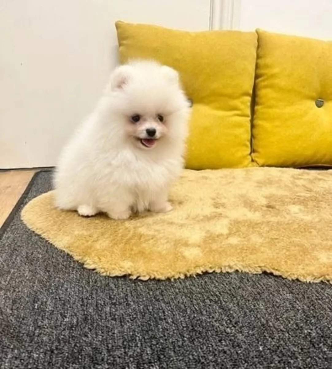 可爱的博美犬幼崽，适合家庭