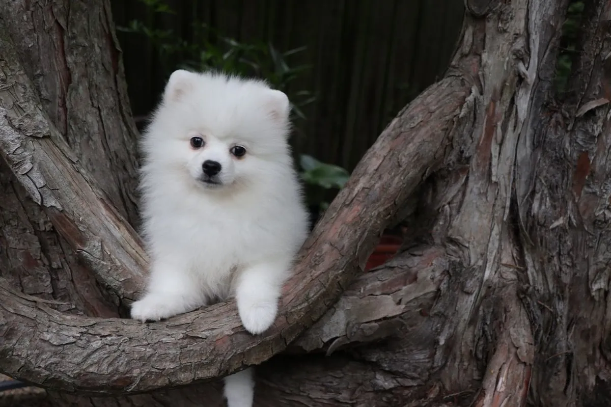 可爱的博美犬幼犬待领养
