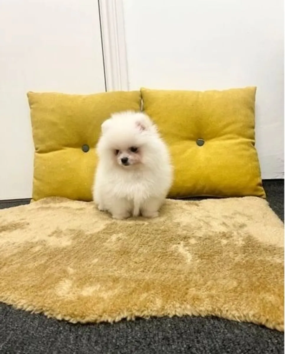 Cachorros Pomerania disponibles