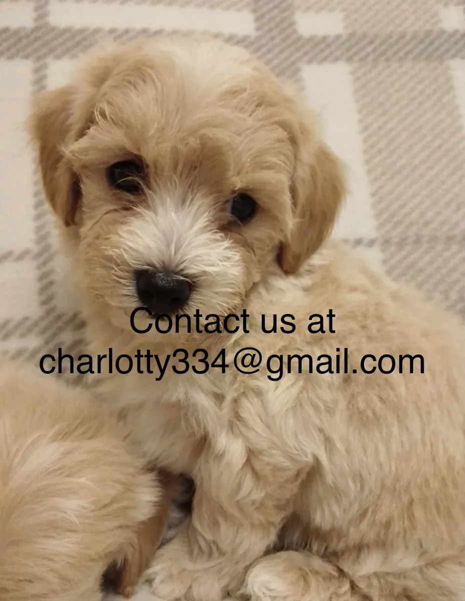 Playful little ready for new home 