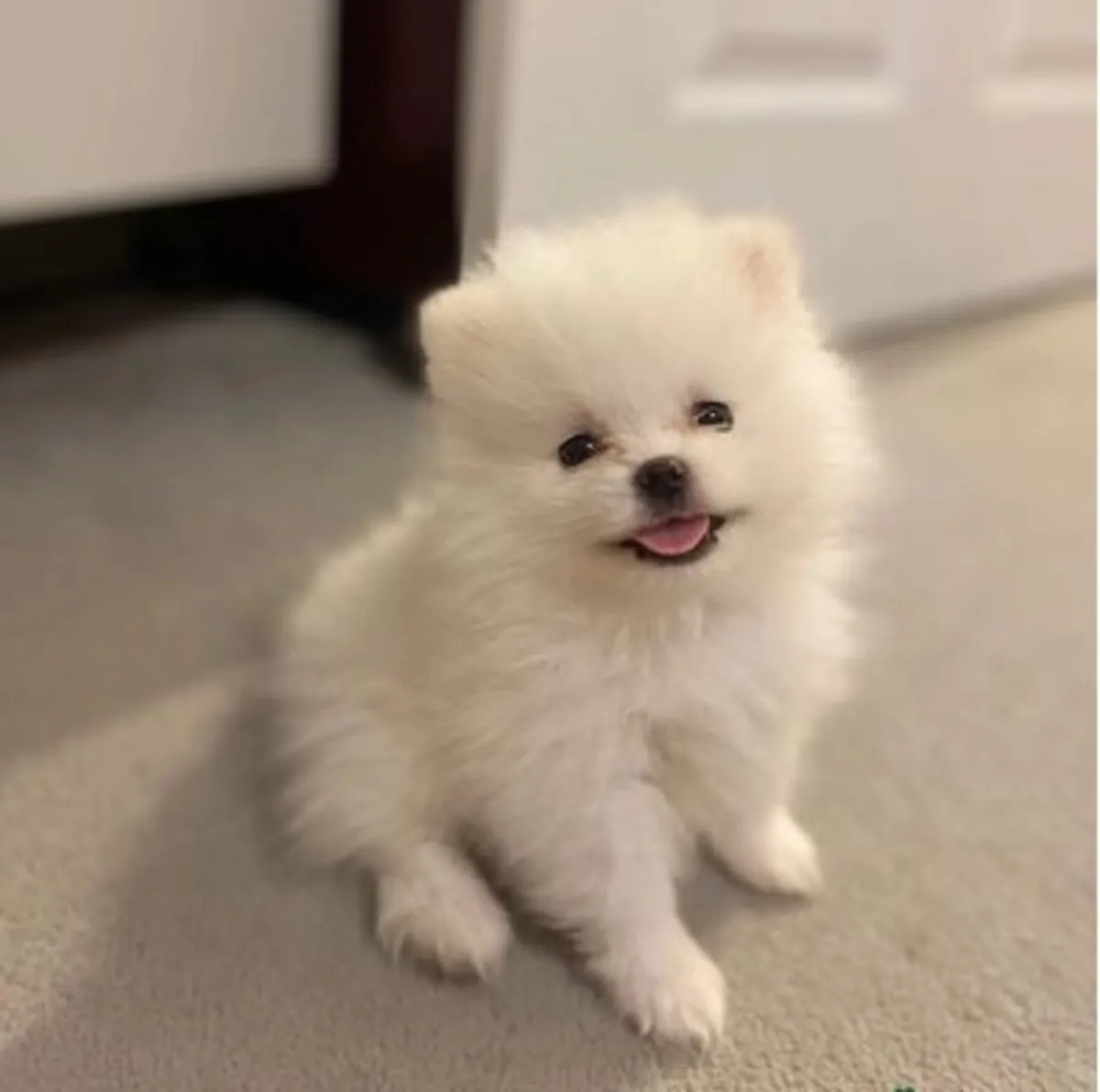 İki sevimli Pomeranian yavrusu