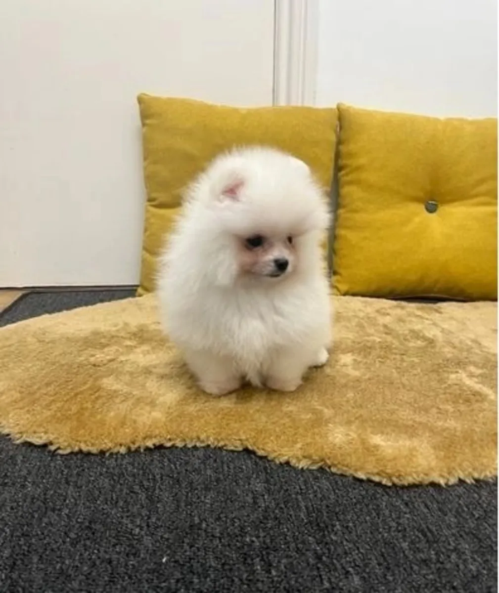可爱的博美犬幼犬待领养